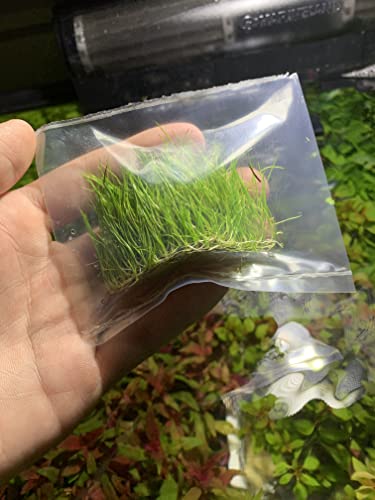 Marcus Fish Tanks - Dwarf Hairgrass Eleocharis Parvula Live Aquarium Plants...