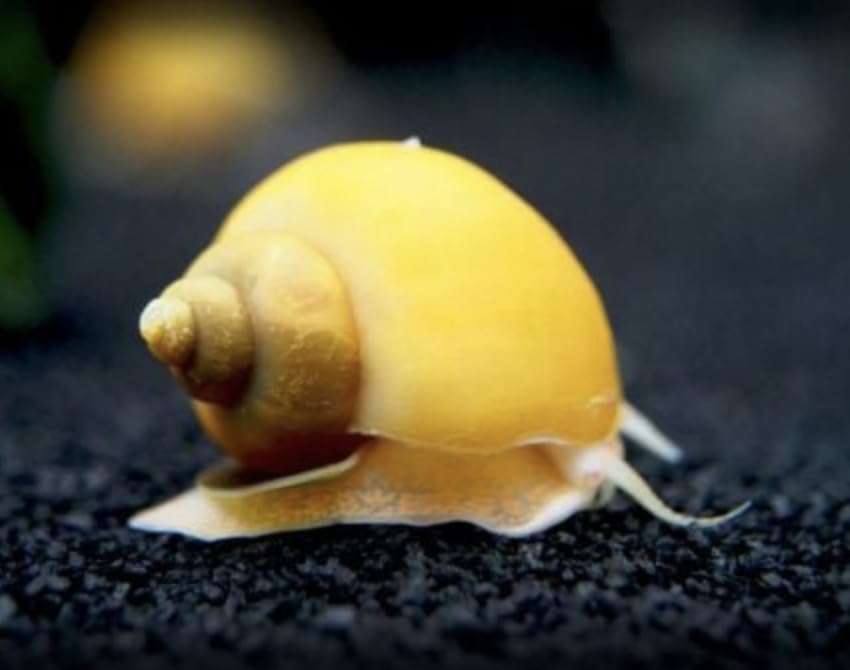 Golden Mystery Snail