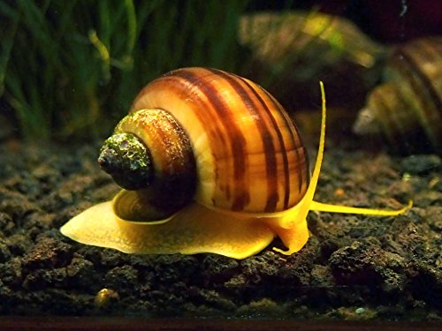 B-Grade Mystery Snail Pack