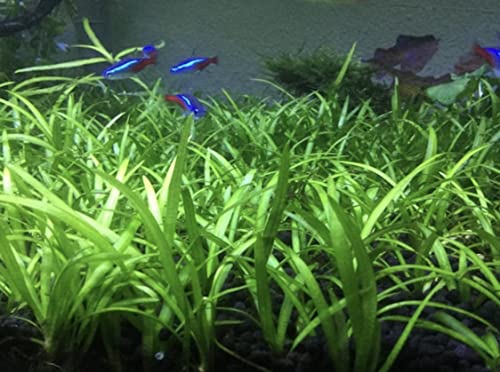 15x Dwarf Sagittaria Subulata Dwarf Sag Live Aquarium Plants Aquatic Carpet...