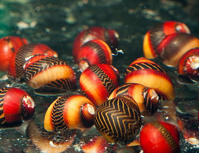 Red-Racer Nerite Snail