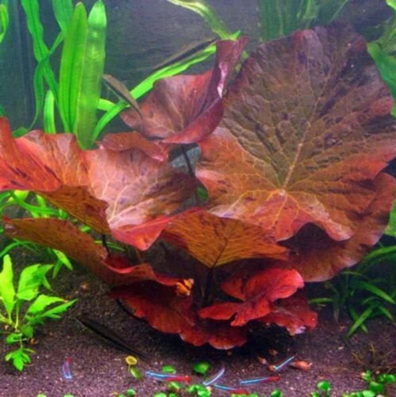 Marcus Fish Tanks - Tiger Lotus Lily Nymphaea Lotus - Live Aquarium Plants -...