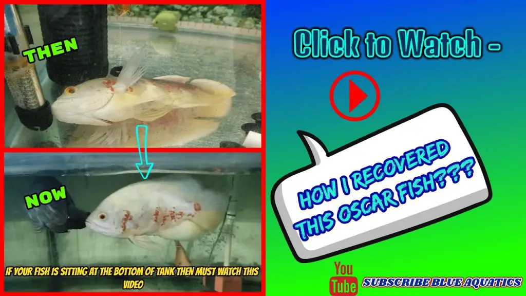 Read more about the article Why Your Fish is Lying on the Tank’s Bottom: Causes and Solutions