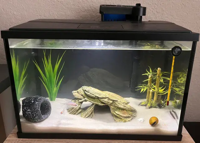 Read more about the article Unlocking the Mystery: How Many Fish Can Fit in a 5 Gallon Tank