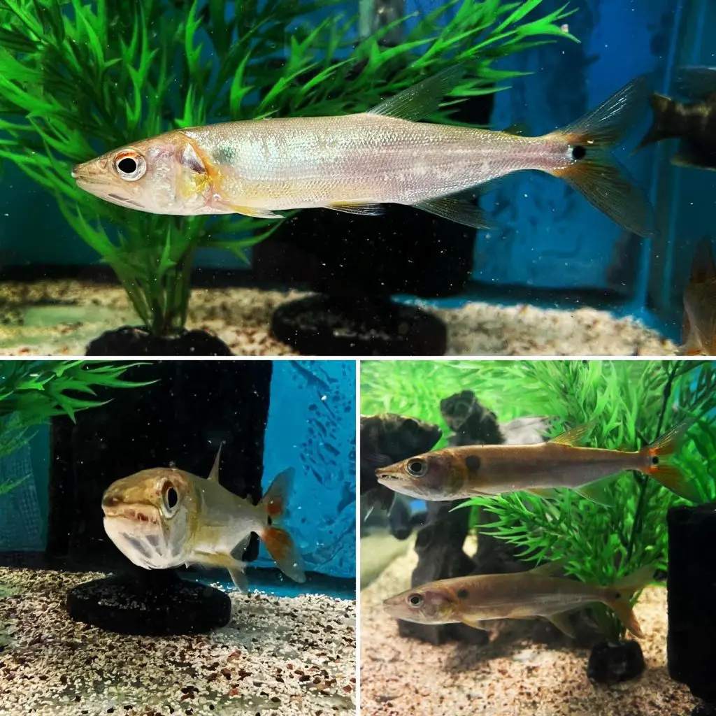 Feeding Of Red Tail Barracuda