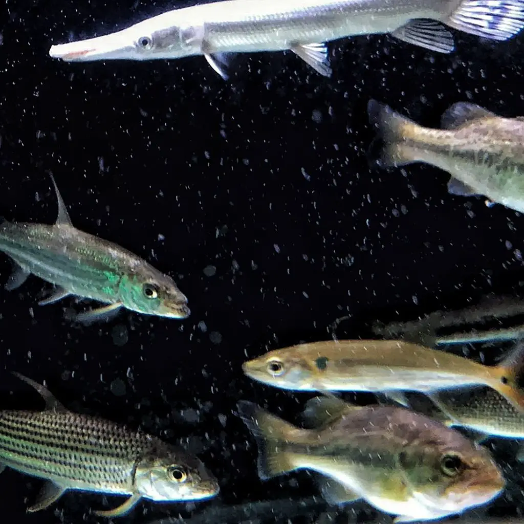 Tankmates Of Red Tail Barracuda