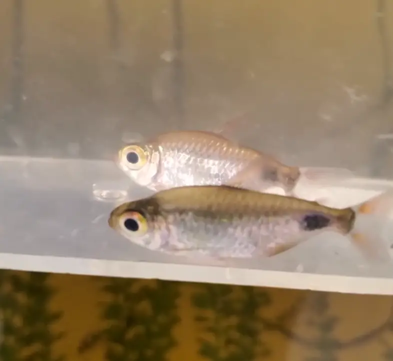 African Moon Tetra Tank Mates