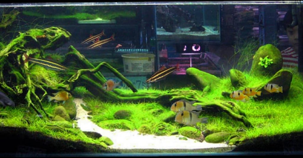 Striped headstander Aquarium Setup