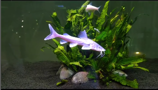 Are Shark catfish Easy To Keep