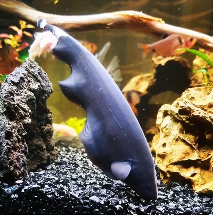 Black Ghost Knifefish Aquarium Setup