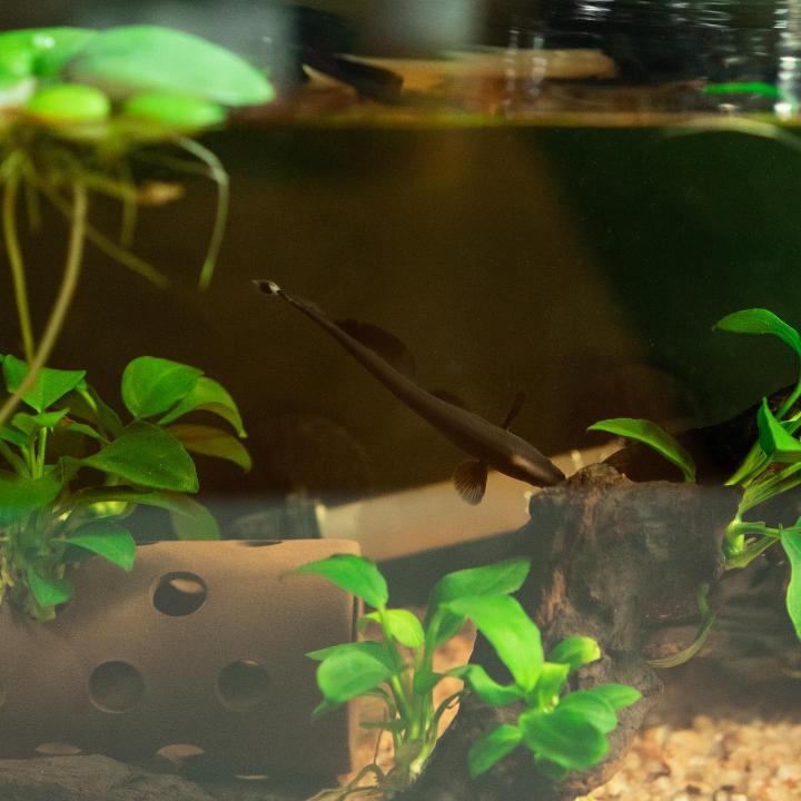 Black Ghost Knifefish Behavior & Temperament