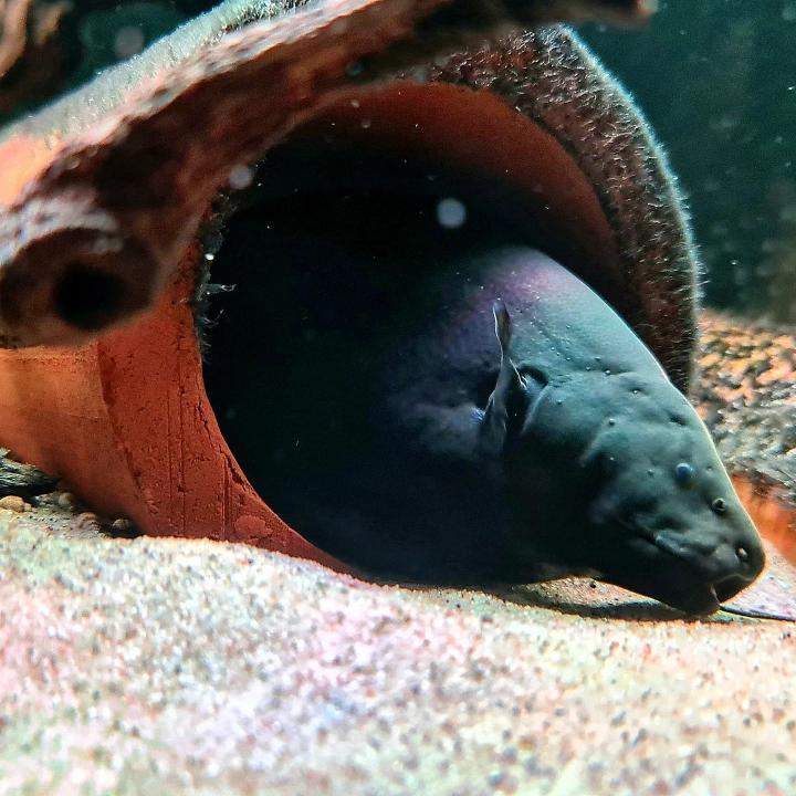 Black Ghost KnifefishCommon Possible Diseases & Prevention