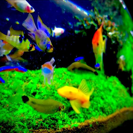 Congo Tetra Common Possible Diseases & Prevention