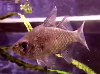 Giant glassfish Appearance