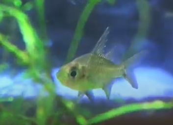 Giant glassfish Behavior & Temperament