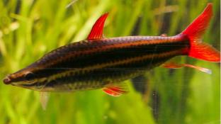 Goldstripe headstander Are Indawgyi stream catfish Easy To Keep