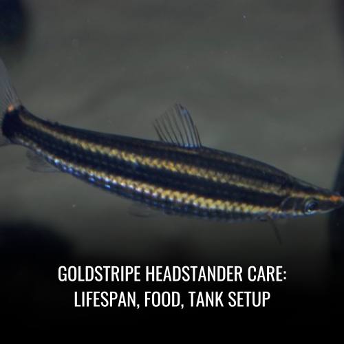 Goldstripe headstander Care Lifespan, Food, Tank Setup