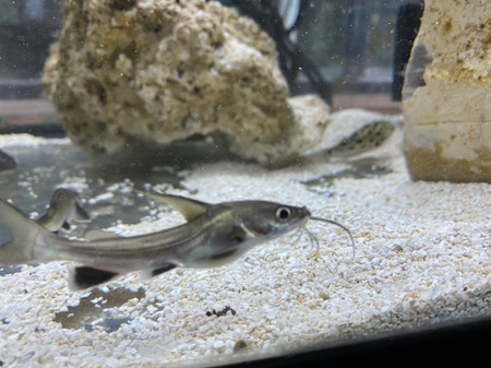 Jordans catfish Behavior & Temperament