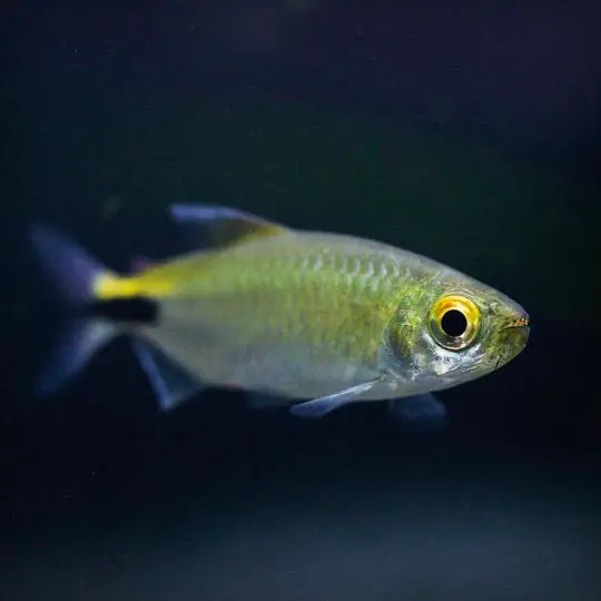 Longfin Tetra Appearance