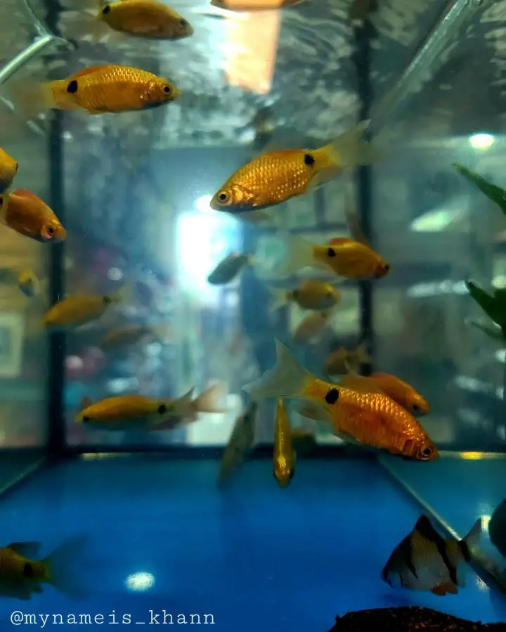 Longfin Tetra Behavior & Temperament