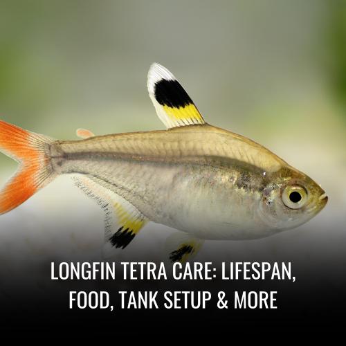 Longfin Tetra Care Lifespan, Food, Tank Setup & More