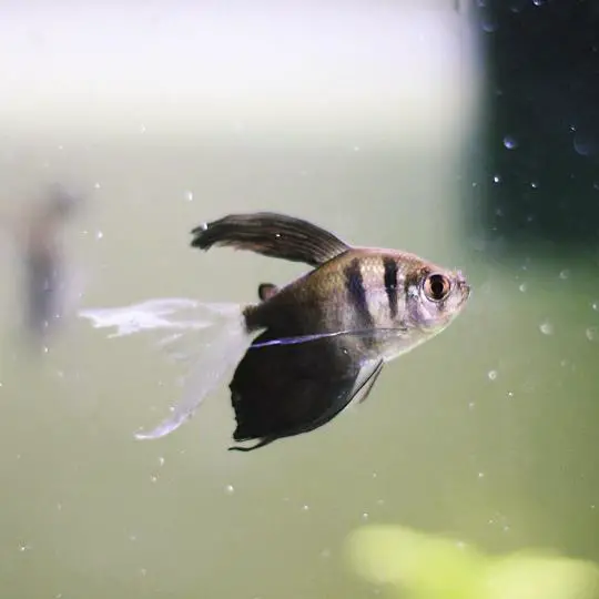 Longfin tetra Aquarium Setup