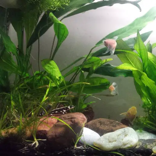 Longfin tetra Tank Mates