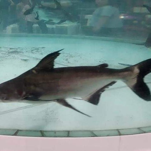 Shark Catfish Behavior & Temperament