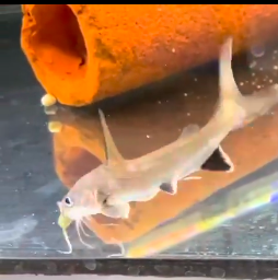 Shark Catfish Breeding Shark catfish In Aquarium