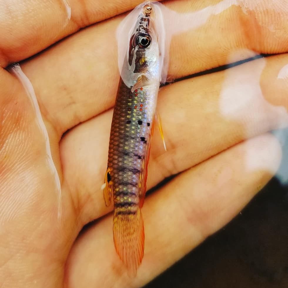 Striped Panchax Are Striped panchax Easy To Keep