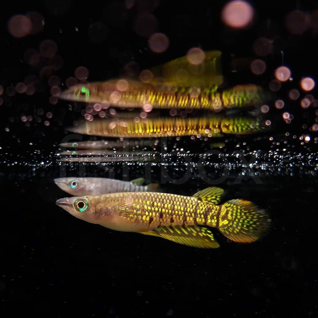 Striped Panchax Behavior & Temperament