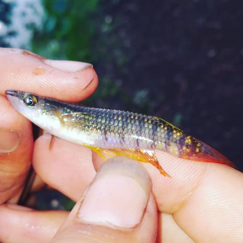 Striped Panchax Common Possible Diseases & Prevention