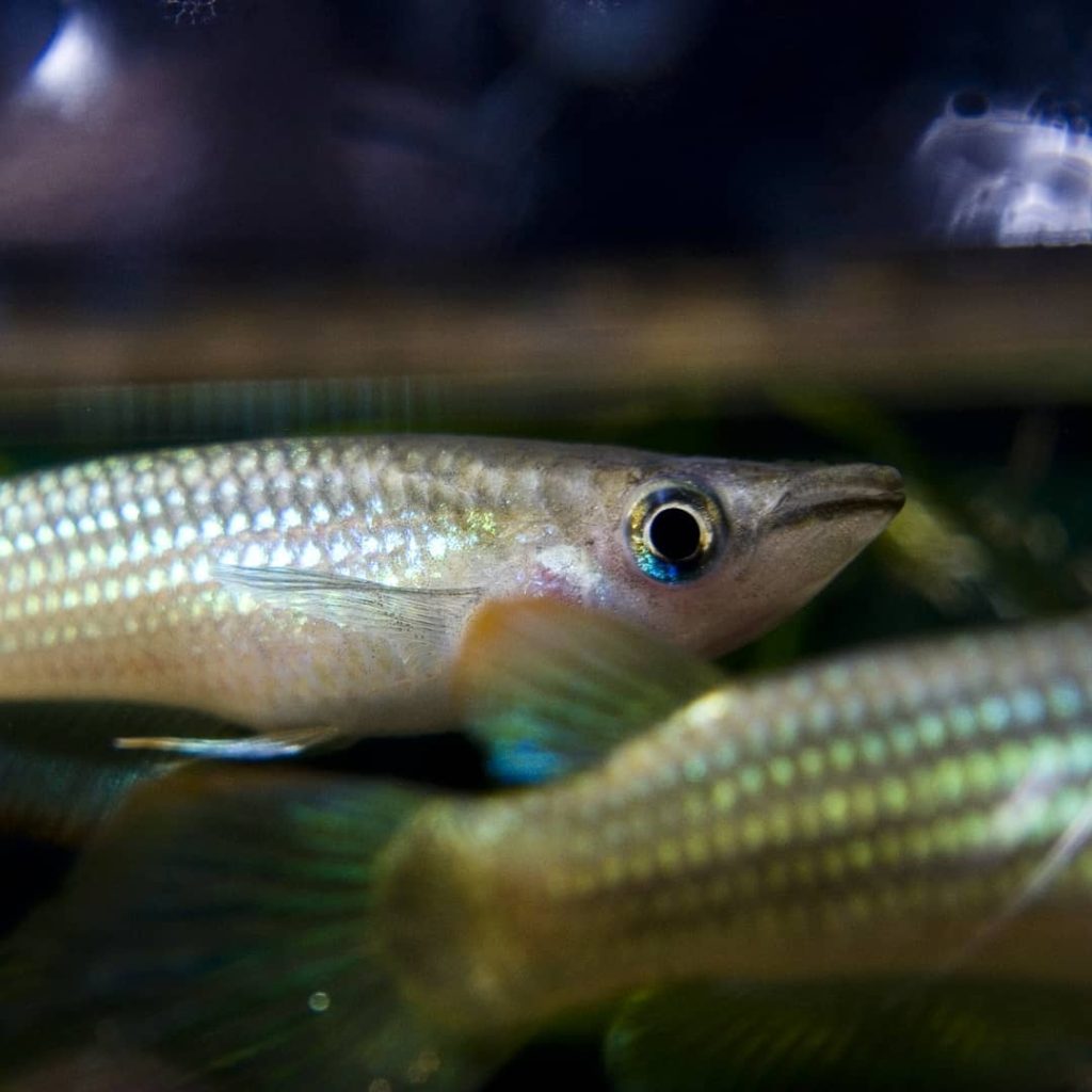Striped Panchax Food & Diet