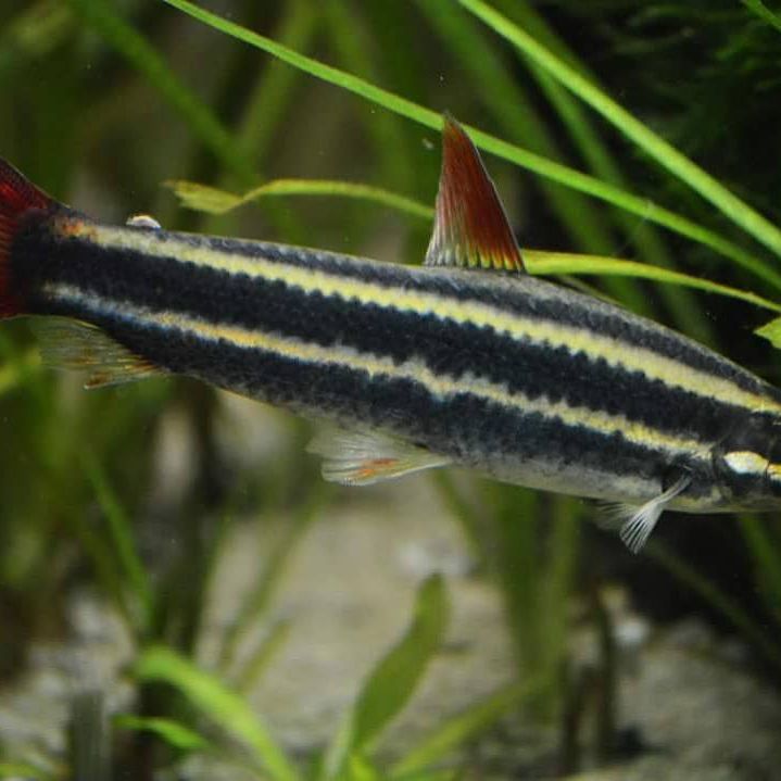 Striped headstander Behavior & Temperament