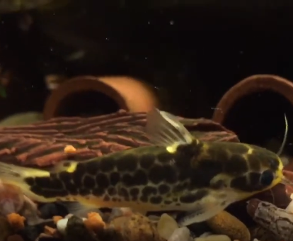 Are Honeycomb Tatia Catfish Easy To Keep