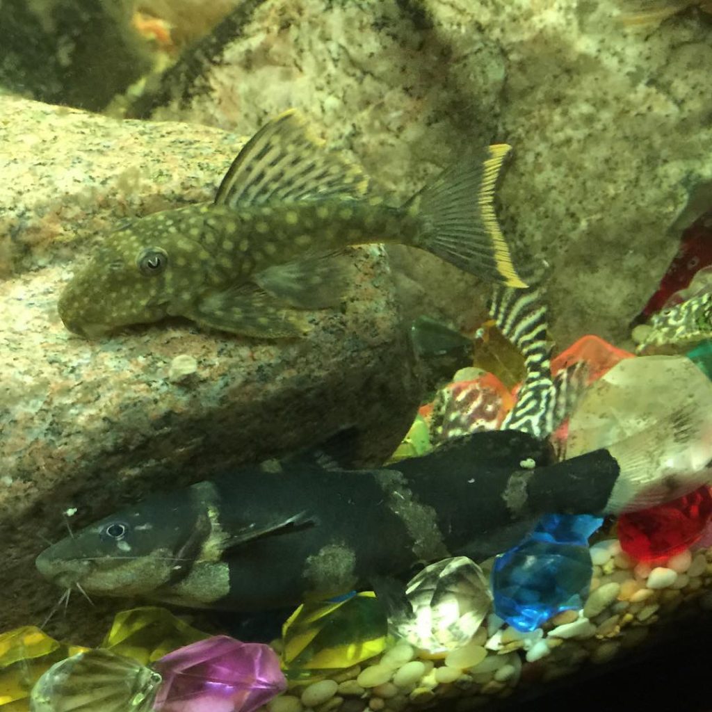 Asian Bumblebee Catfish Aquarium Setup