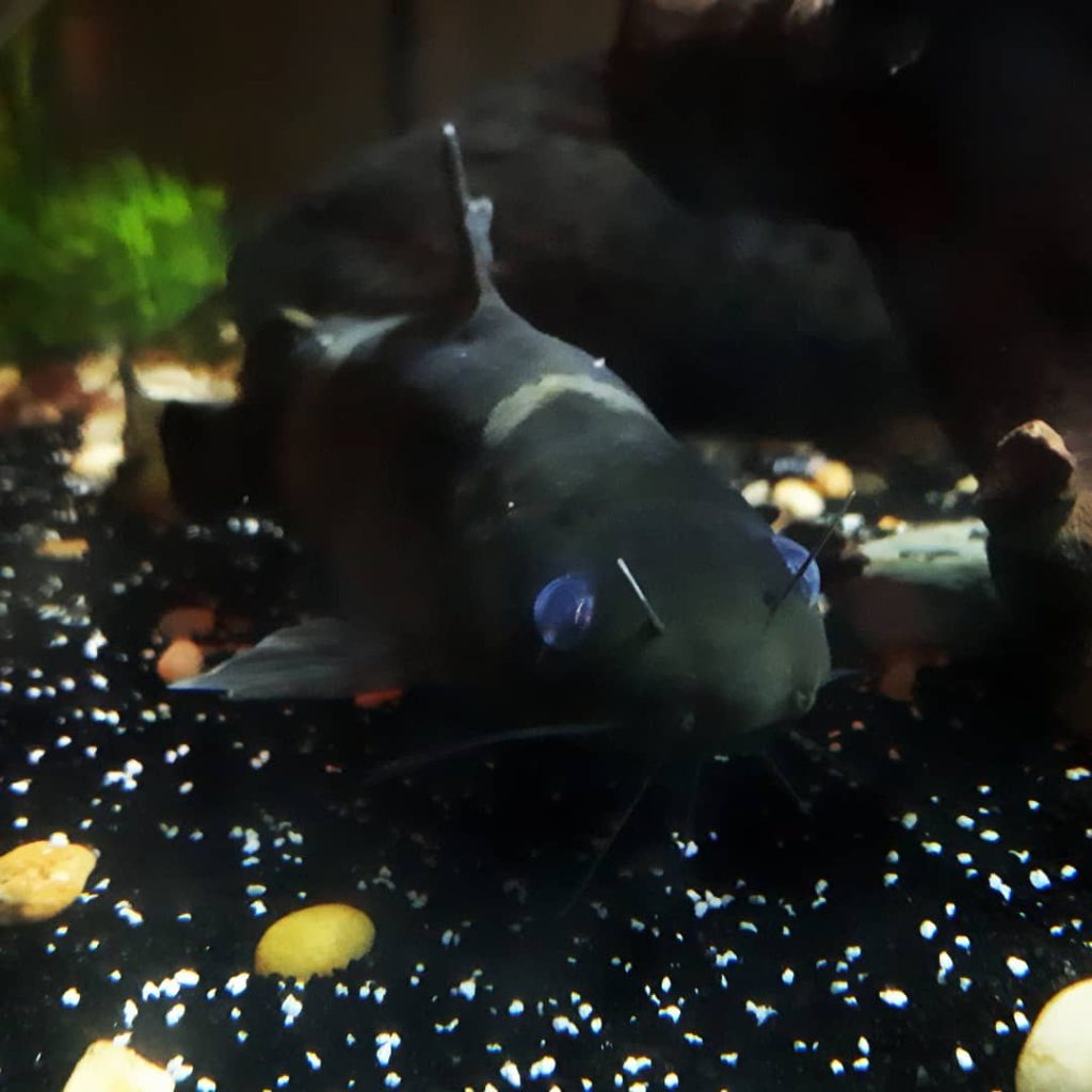 Asian Bumblebee Catfish Breeding Asian bumblebee catfish In Aquarium