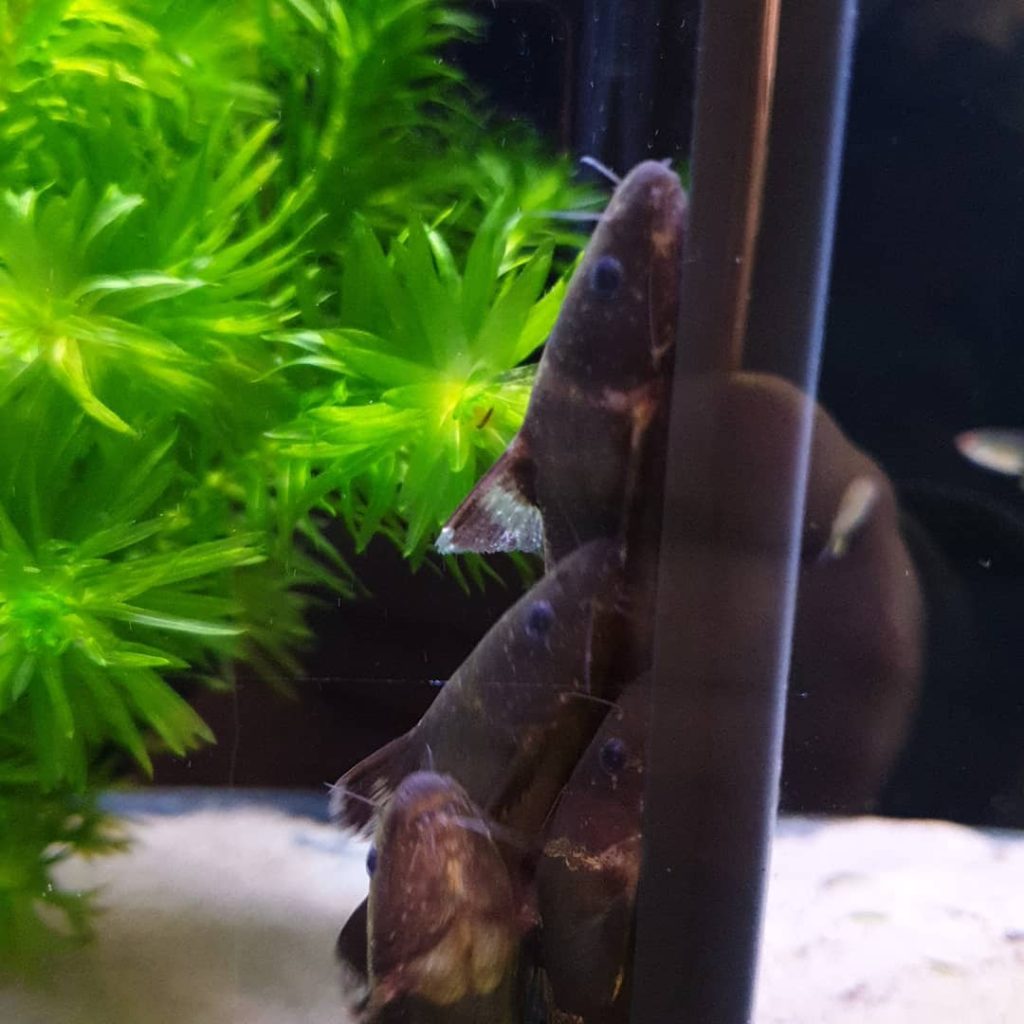 Asian Bumblebee Catfish Common Possible Diseases & Prevention
