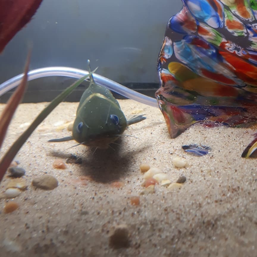 Asian Bumblebee Catfish Food & Diet