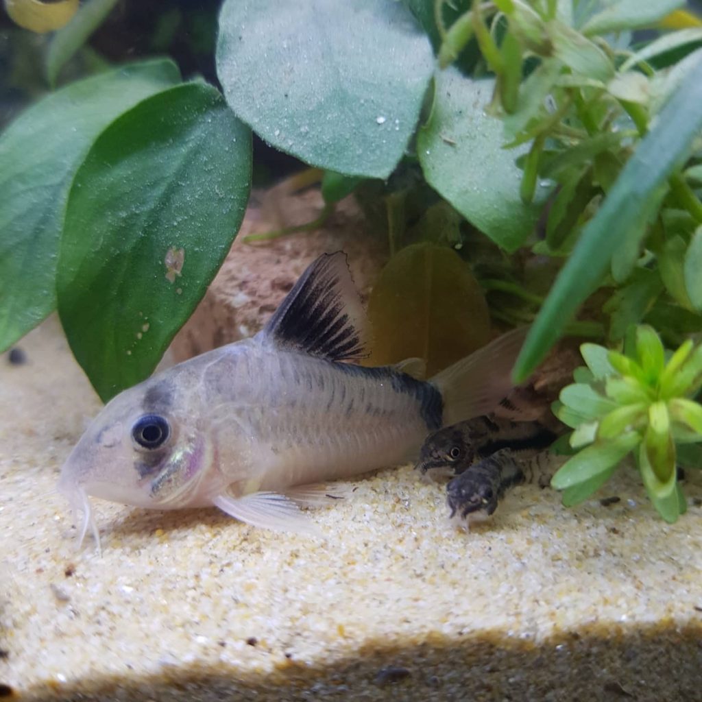 Bandit Corydoras Appearance
