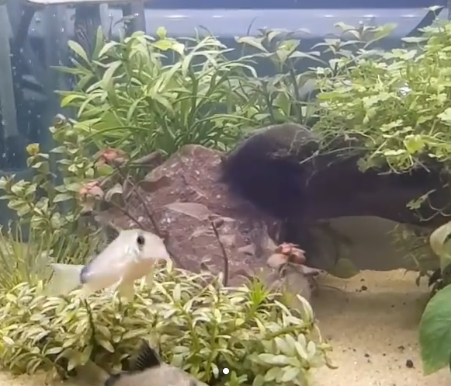 Bandit Corydoras Behavior & Temperament