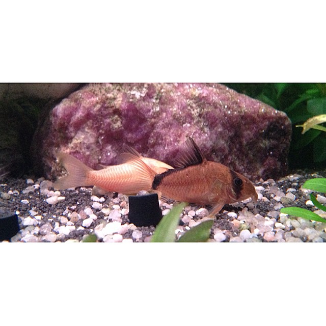 Bandit Corydoras Breeding Bandit Corydoras in Aquarium