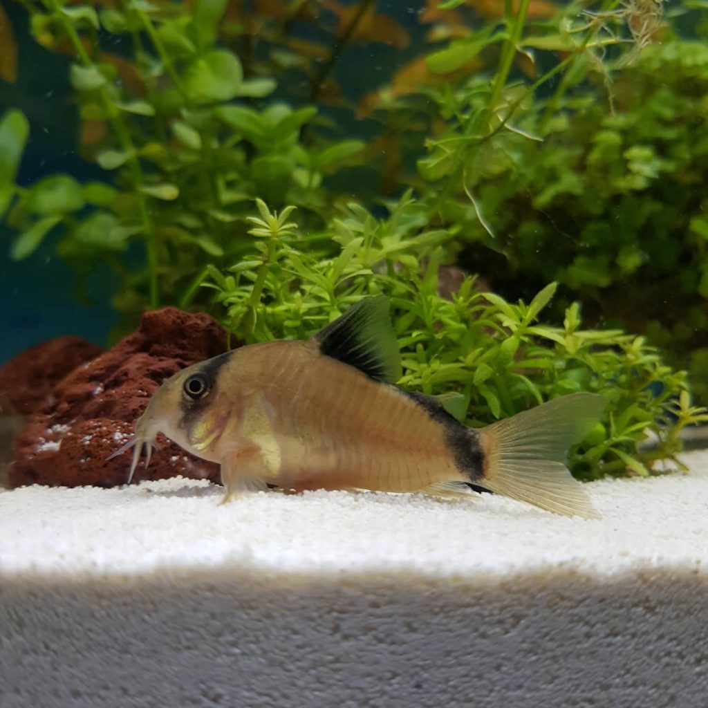 Bandit Corydoras Food & Diet