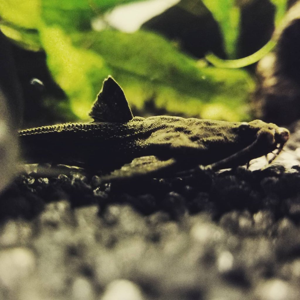 Banjo Catfish Are Banjo catfish Easy To Keep