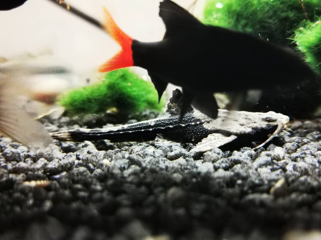 Banjo Catfish Behavior & Temperament