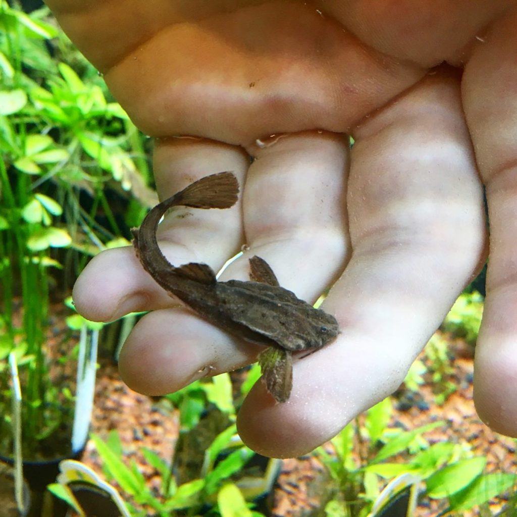 Banjo Catfish Food & Diet
