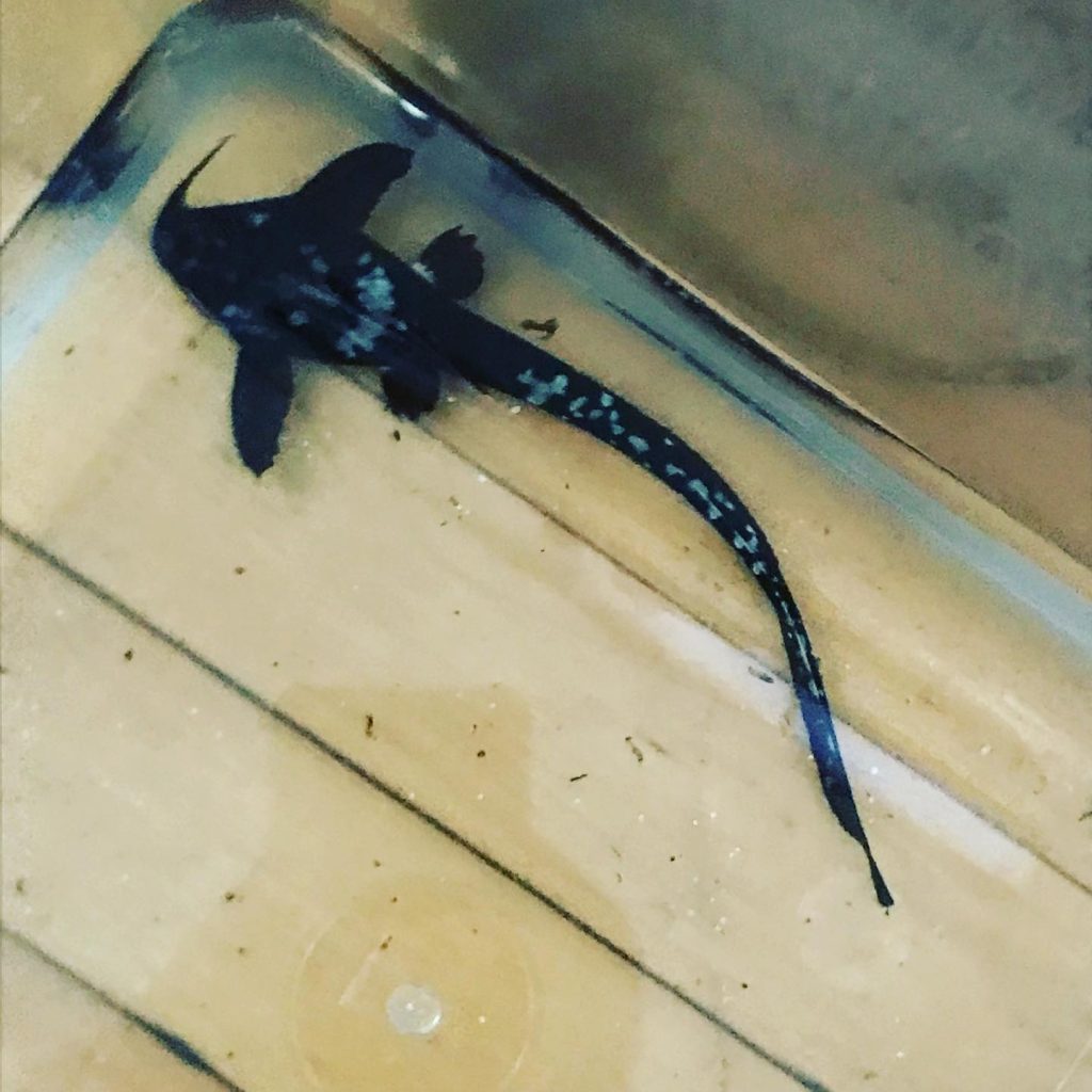 Banjo Catfish Sexing Male vs Female