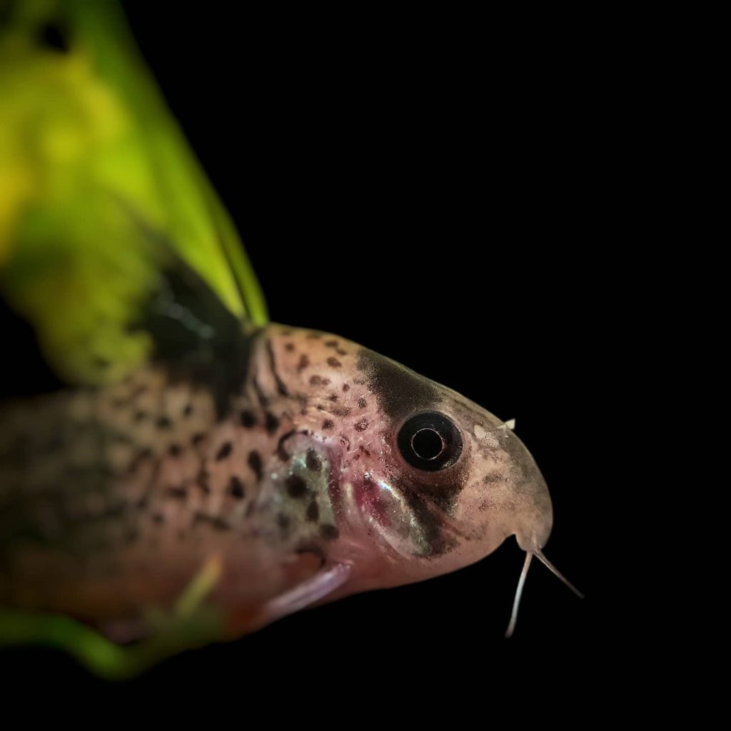 Black Fin Cory Appearance