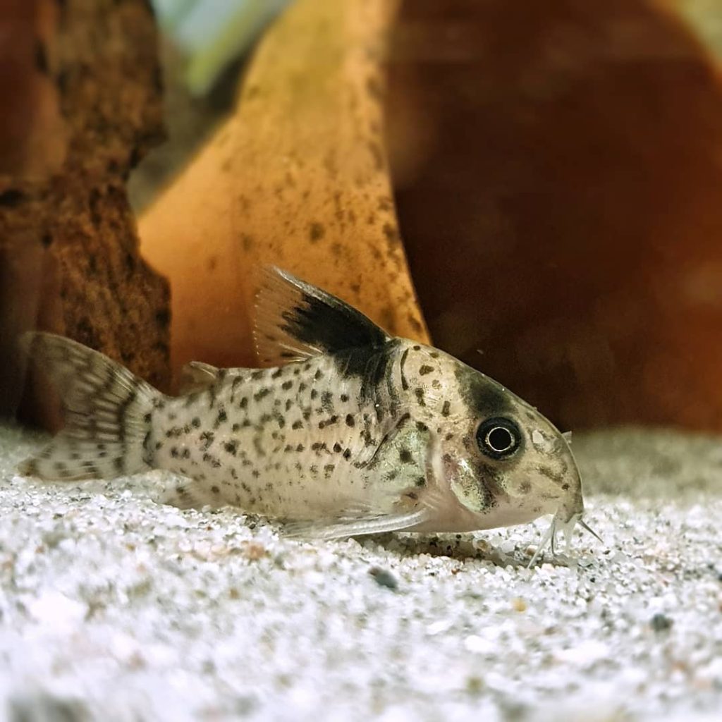 Black Fin Cory Black Fin Cory Tank Mates