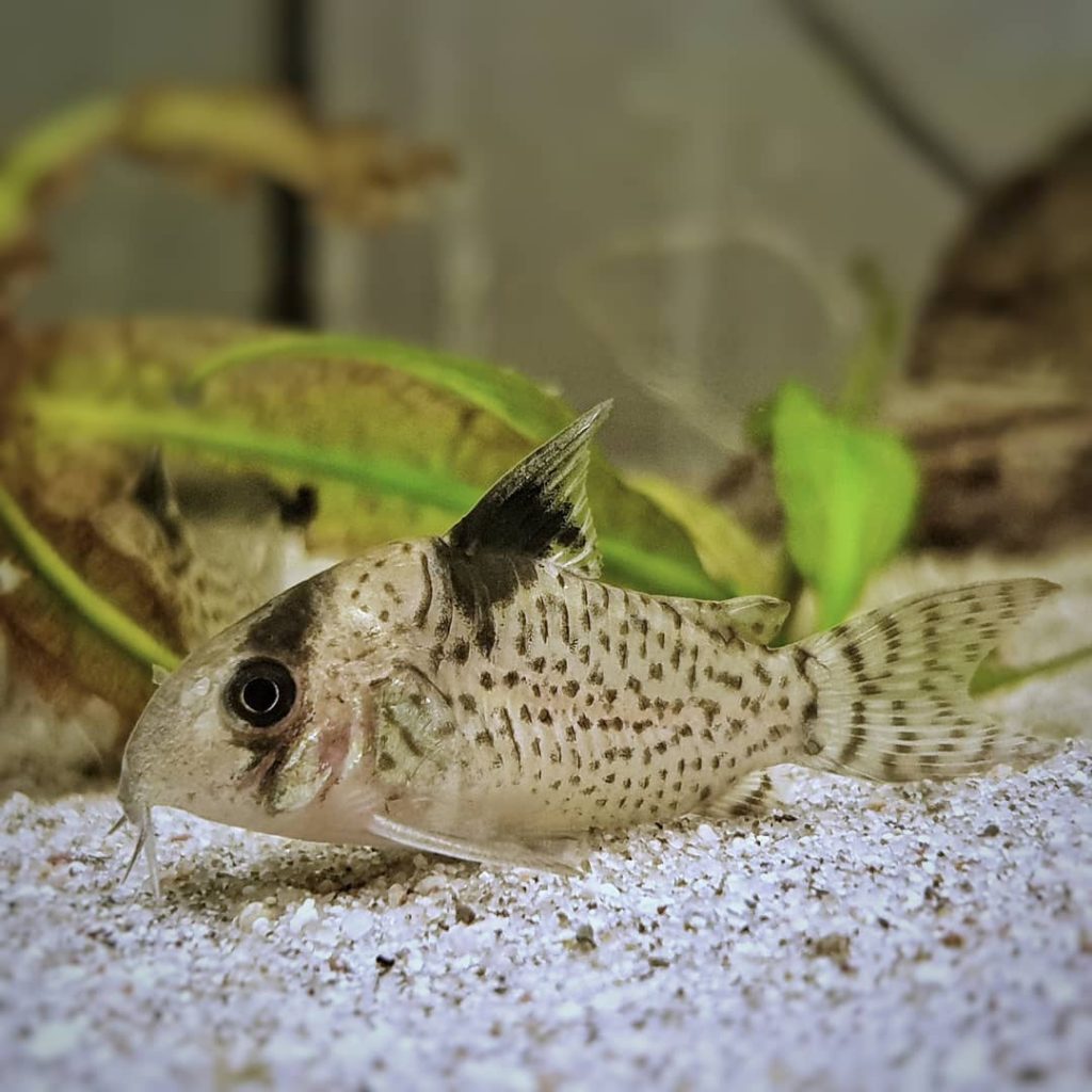 Black Fin Cory Sexing Male vs Female